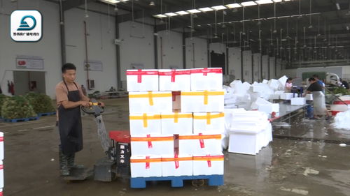 黔西南韭菜成粵港澳大灣區(qū)“菜籃子”搶手貨 分中心日收購25噸高效配送